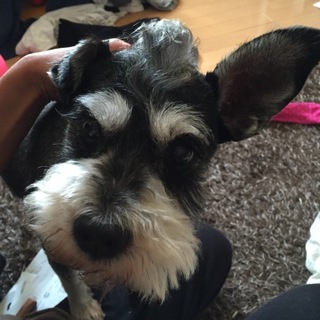 人の傍にいるのが大好きな男の子♪