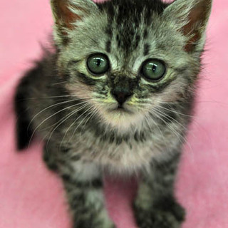 ケガには負けないぞ★ふわもこサバトラのレオ君