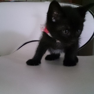 甘えん坊で美仔猫です！