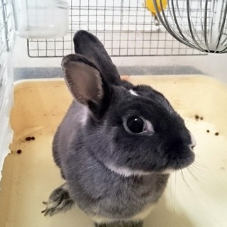 ネザーランド　里親募集です！　m(__)m