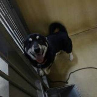 里親決まりました。有り難うございます