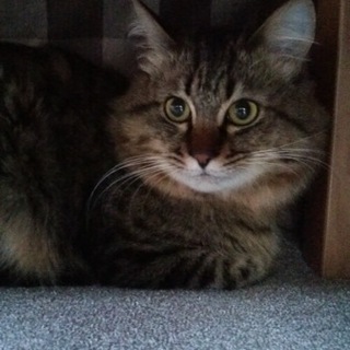 優しい長毛キジトラ男子