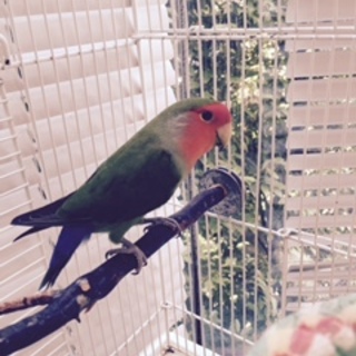 友達が欲しいコザクラインコ