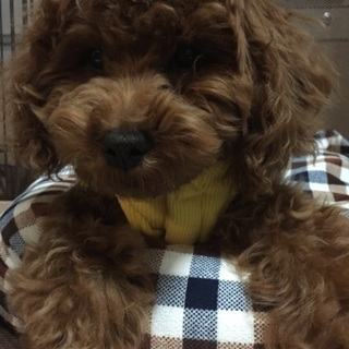 トイプードル♂９ヶ月