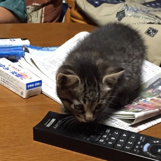 女の子 生後１ヶ月 キジトラ