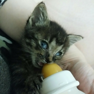 愛情いっぱい注いで下さる方お願いします