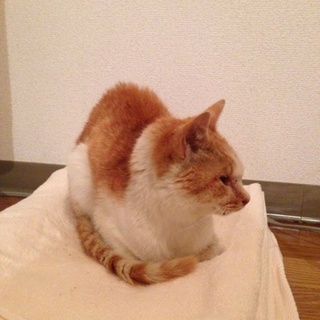 キャンプ場で保護した茶トラです。