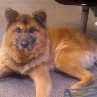 老犬ですが、よろしくお願い致します。