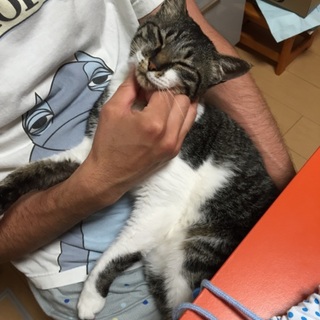 ワクチン去勢済み 完全室内飼いです。