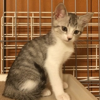 『ケリー』2ヶ月 おしとやかお嬢様！