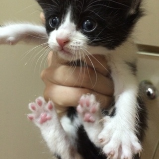 ♥︎白黒ミックスの子猫♥︎