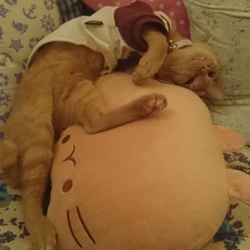 「天敵のキング(ぬいぐるみ)」サムネイル2