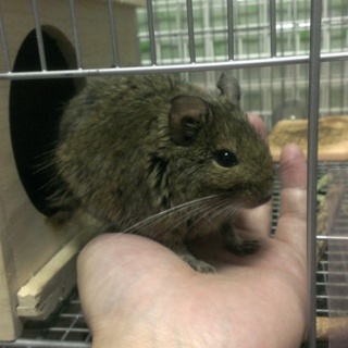 デグーマウス女の子１匹の里親を募集します。