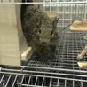 デグーマウス女の子１匹の里親を募集します。 サムネイル3