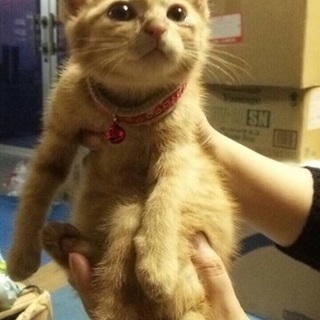 里親様を探しています！