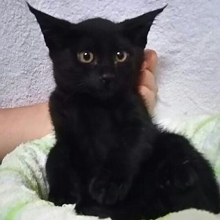 健康チェック済＊2ヶ月黒＊元気な男の子