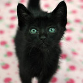 華麗な黒猫　リンジーちゃん★