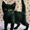 華麗な黒猫　リンジーちゃん★ サムネイル2