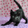 華麗な黒猫　リンジーちゃん★ サムネイル4
