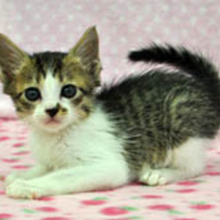 優しいお顔のエミリーちゃん♪