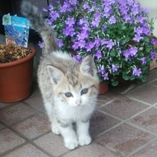 車のボンネットから出てきた子猫ちゃん。