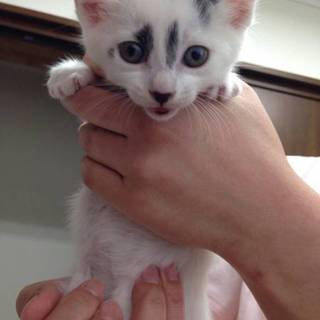 愛護センターに連れて行かれる前に保護しました