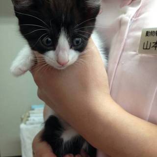 愛護センターに連れて行かれる前に保護しました