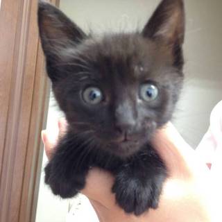 愛護センターに連れて行かれる前に保護しました