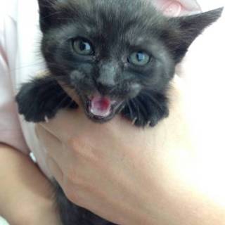 愛護センターに連れて行かれる前に保護しました