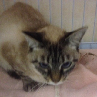 命を繋いで頂けないでしょうか