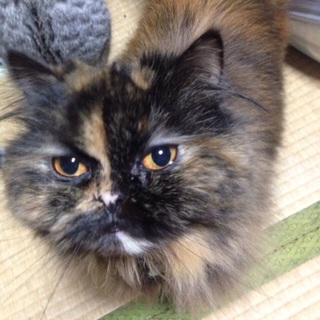 大人しいなりさちゃんです^ ^