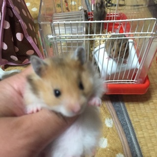 子ハム産まれました