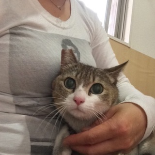 名古屋　ひなちゃんの里親さま募集