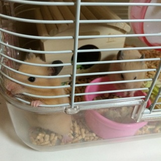 キンクマハムスター 2匹♂♀