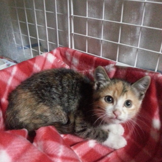 前足の色が違うおしゃれさん