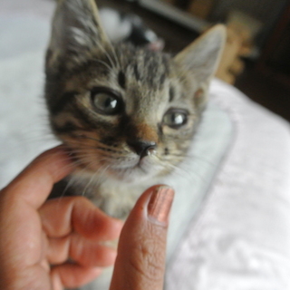 ちびっこイクラちゃん、人なれ完璧、ワクチン２回済