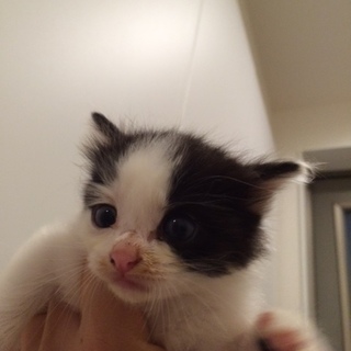 かわいい兄弟の里親になっていただけませんか？