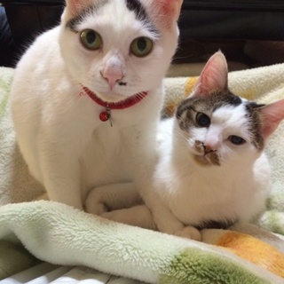 この子たちを助けてください。