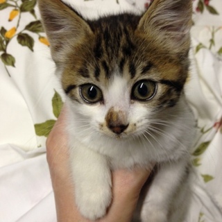 キジ白子猫女の子