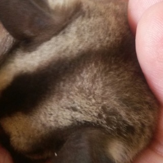 フクロモモンガの女の子