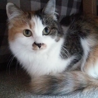 綺麗な長毛三毛猫女の子！