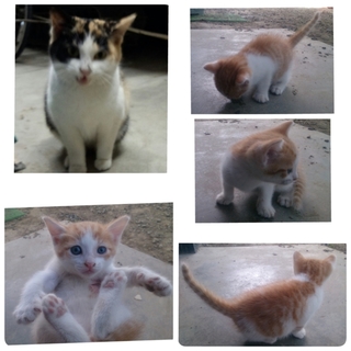 野良猫の仔猫　茶トラ