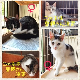 ◆お寺で保護されている16匹の子達◆