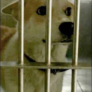 里親様に譲渡されました。有り難うございます。