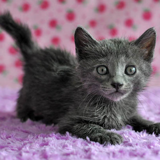 ロシアンブルーのような子猫★ブリトニーちゃん