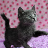 ロシアンブルーのような子猫★ブリトニーちゃん サムネイル2