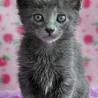 ロシアンブルーのような子猫★ブリトニーちゃん サムネイル3
