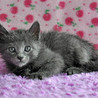 ロシアンブルーのような子猫★ブリトニーちゃん サムネイル4