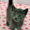 ロシアンブルーのような子猫★ブリトニーちゃん サムネイル7