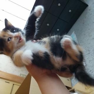 友達の家で、産まれた赤ちゃんです。